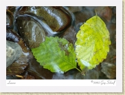 DSC_7475 Leaves - kl * 669 x 486 * (252KB)